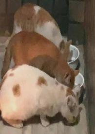 佘二太太风韵录(孕 生子 产奶 出轨) 啤酒鸭 著